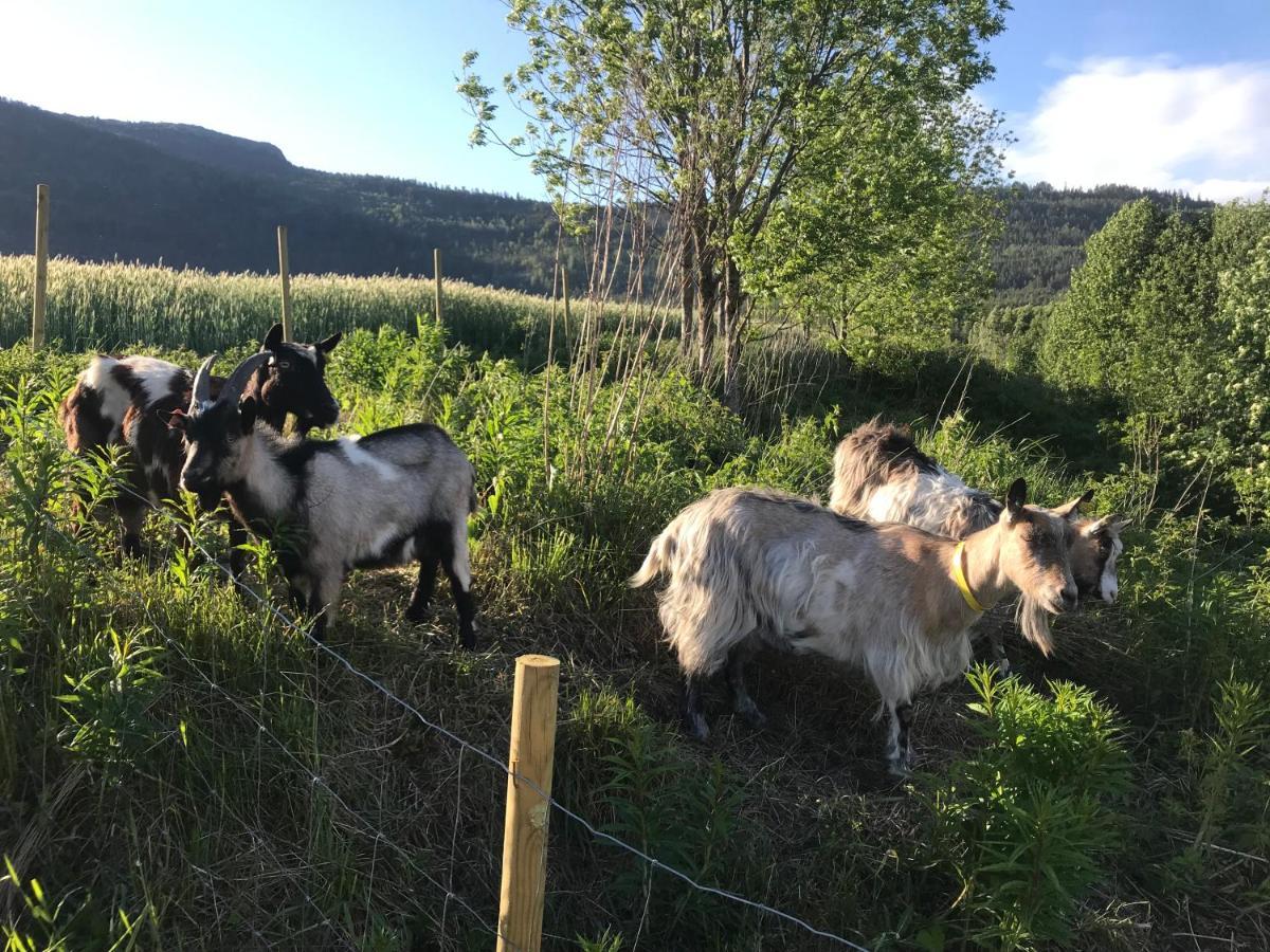 Hotel Gardsturisme Sonstebo Bo (Telemark) Zewnętrze zdjęcie